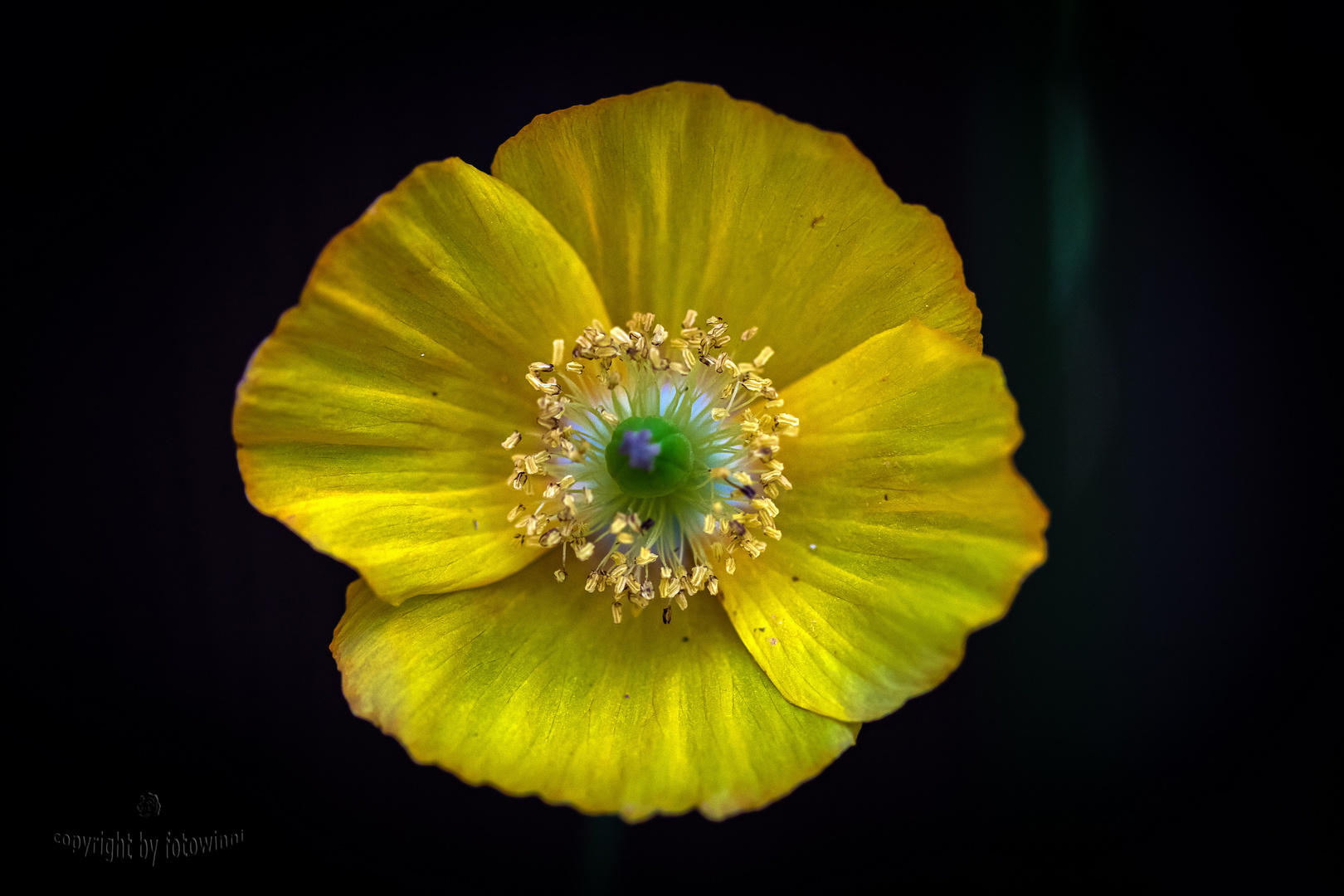 Waldscheinmohn