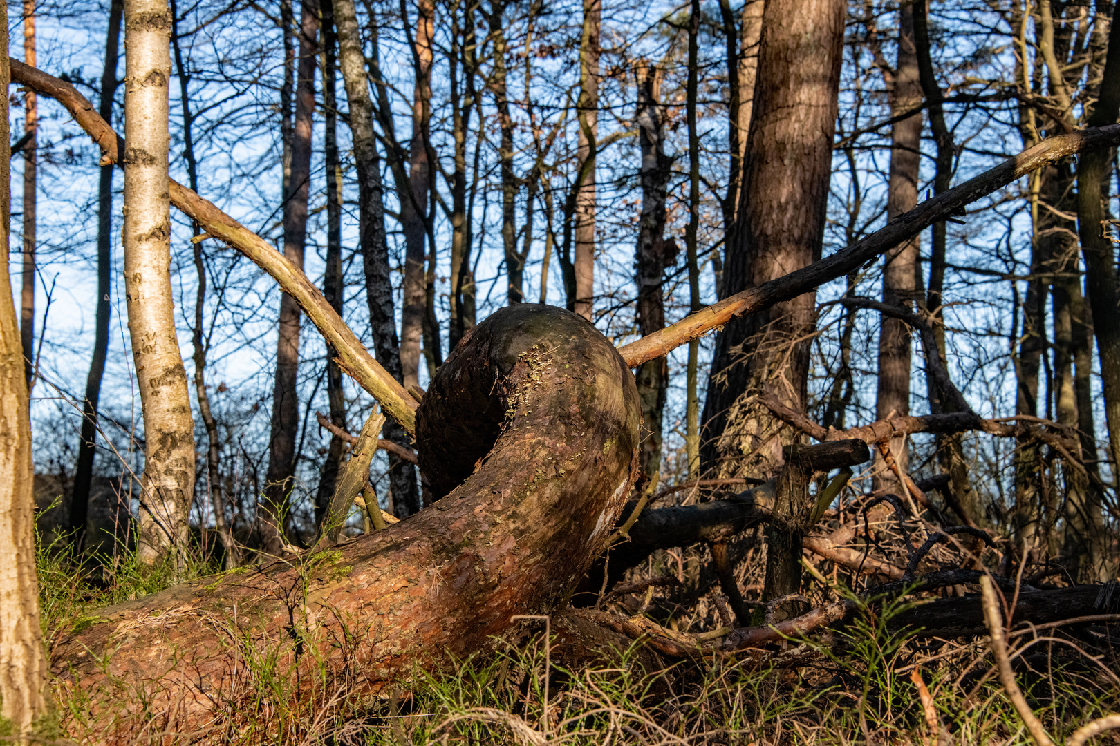 Waldschlange