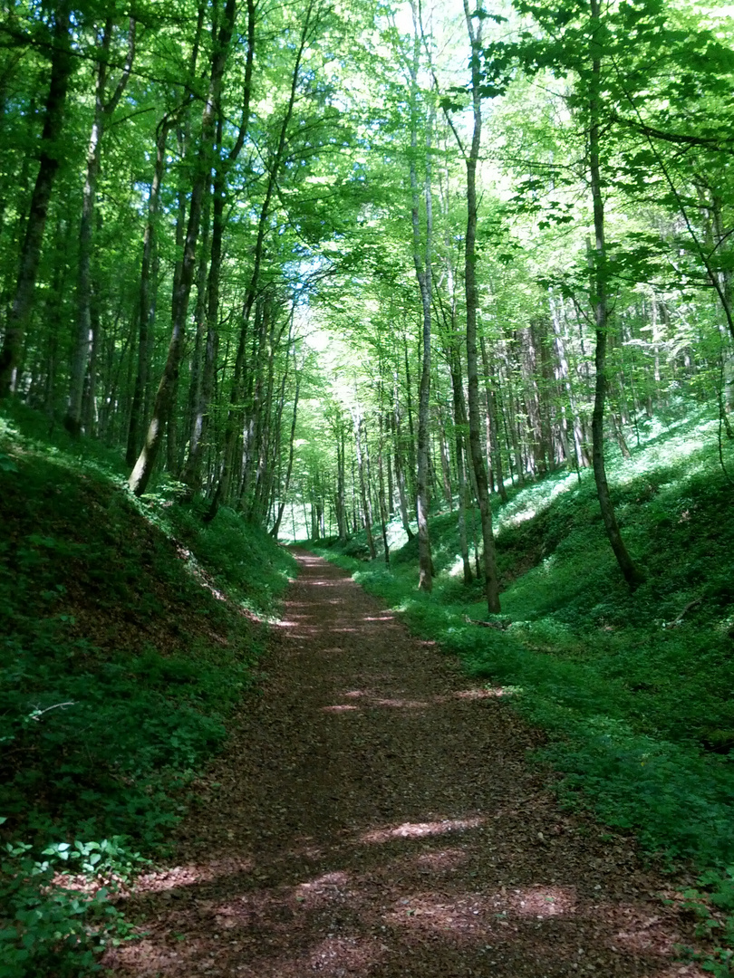 Waldschlucht