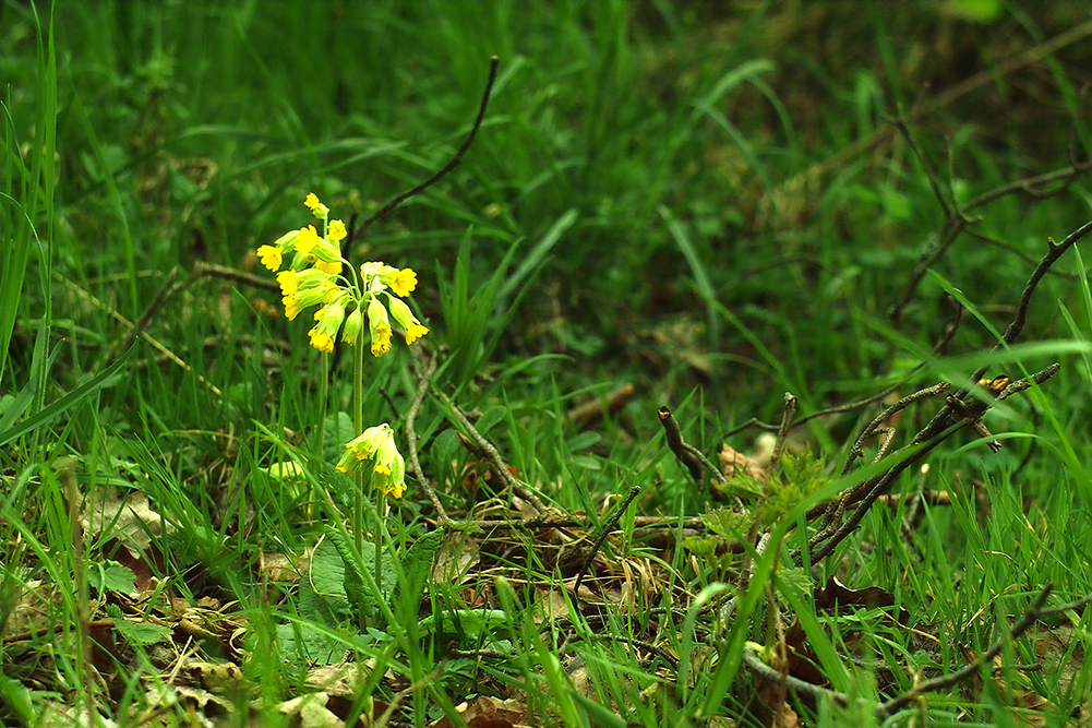 Waldschlüssel-Blume