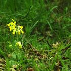 Waldschlüssel-Blume