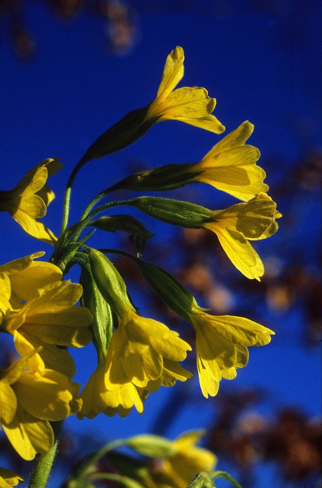 Waldschlüsselblume