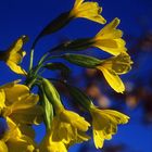 Waldschlüsselblume