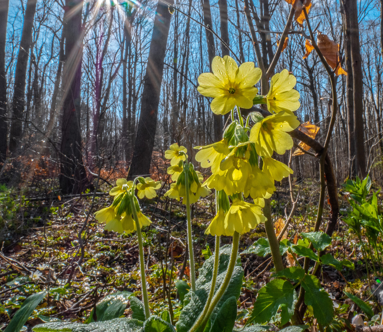 Waldschlüsselblume