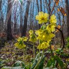 Waldschlüsselblume