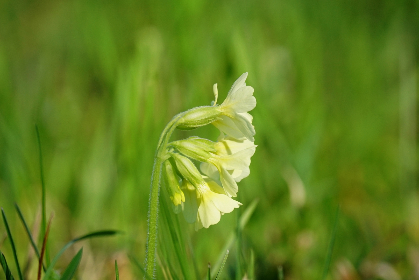 Waldschlüsselblume