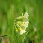 Waldschlüsselblume