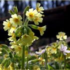 Waldschlüsselblume (Primula elatior)