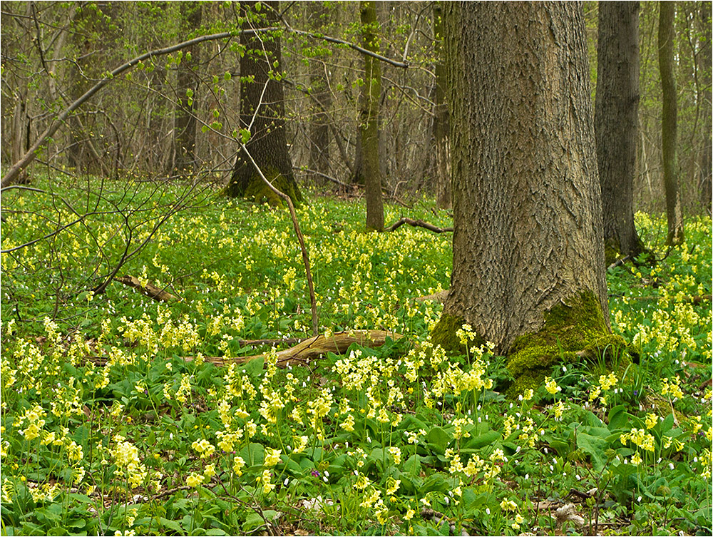 Waldschlüsselblumen