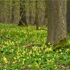 Waldschlüsselblumen