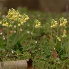 Waldschlüsselblumen