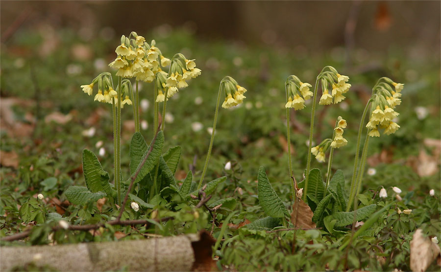 Waldschlüsselblumen