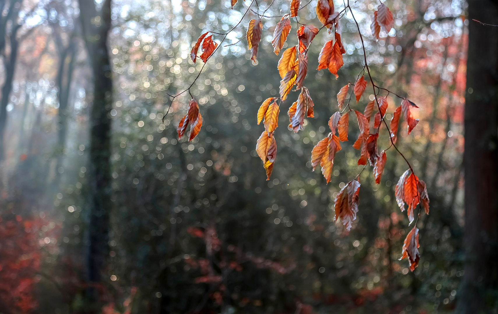 Waldschmuck