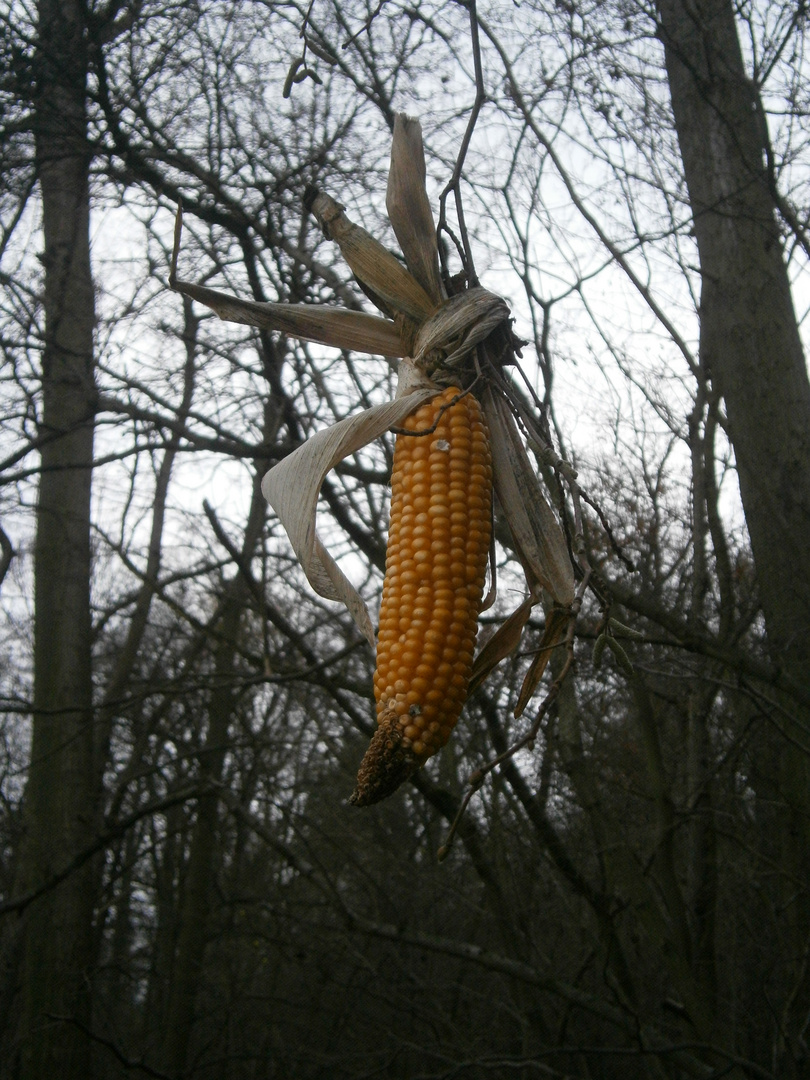 Waldschmuck entdeckt