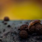 Waldschneckchen an Kohlbeere