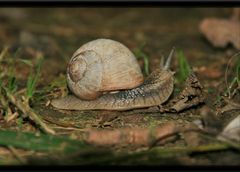 "Waldschnecke"