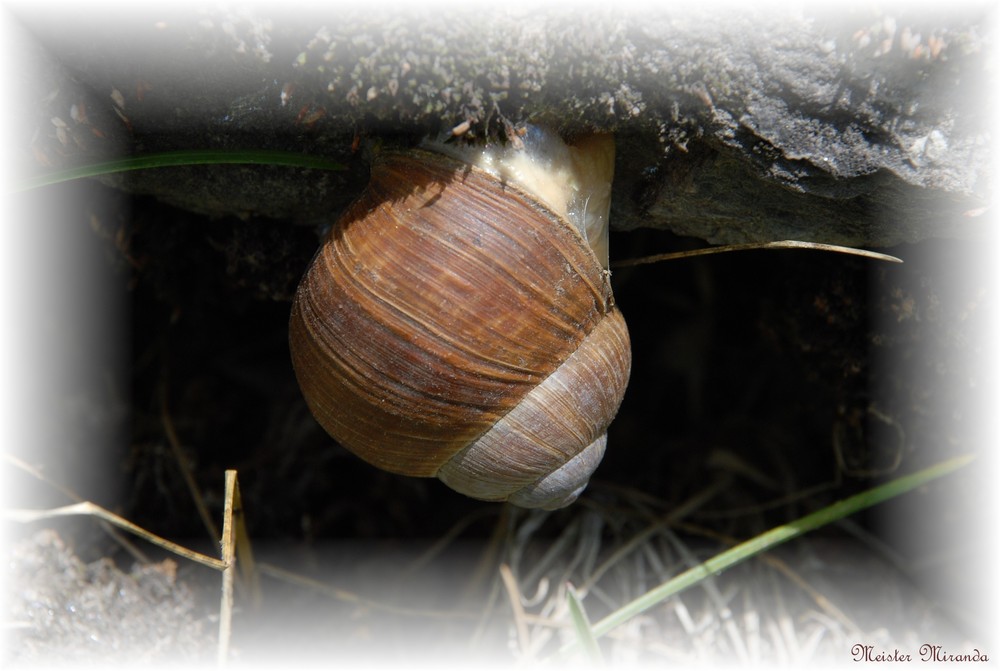 Waldschnecke