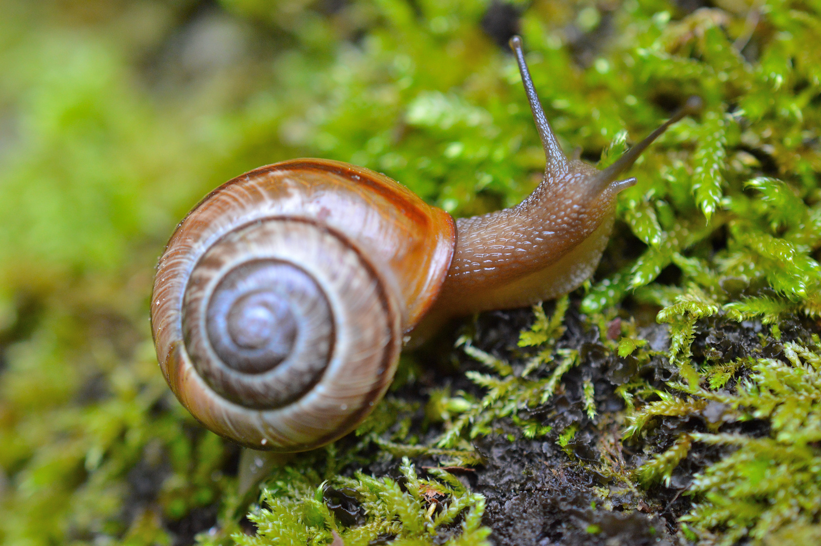 Waldschnecke Foto & Bild tiere, wildlife, schnecken & muscheln Bilder