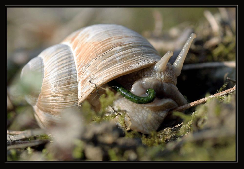 Waldschnecke auf der Toilette