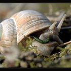 Waldschnecke auf der Toilette