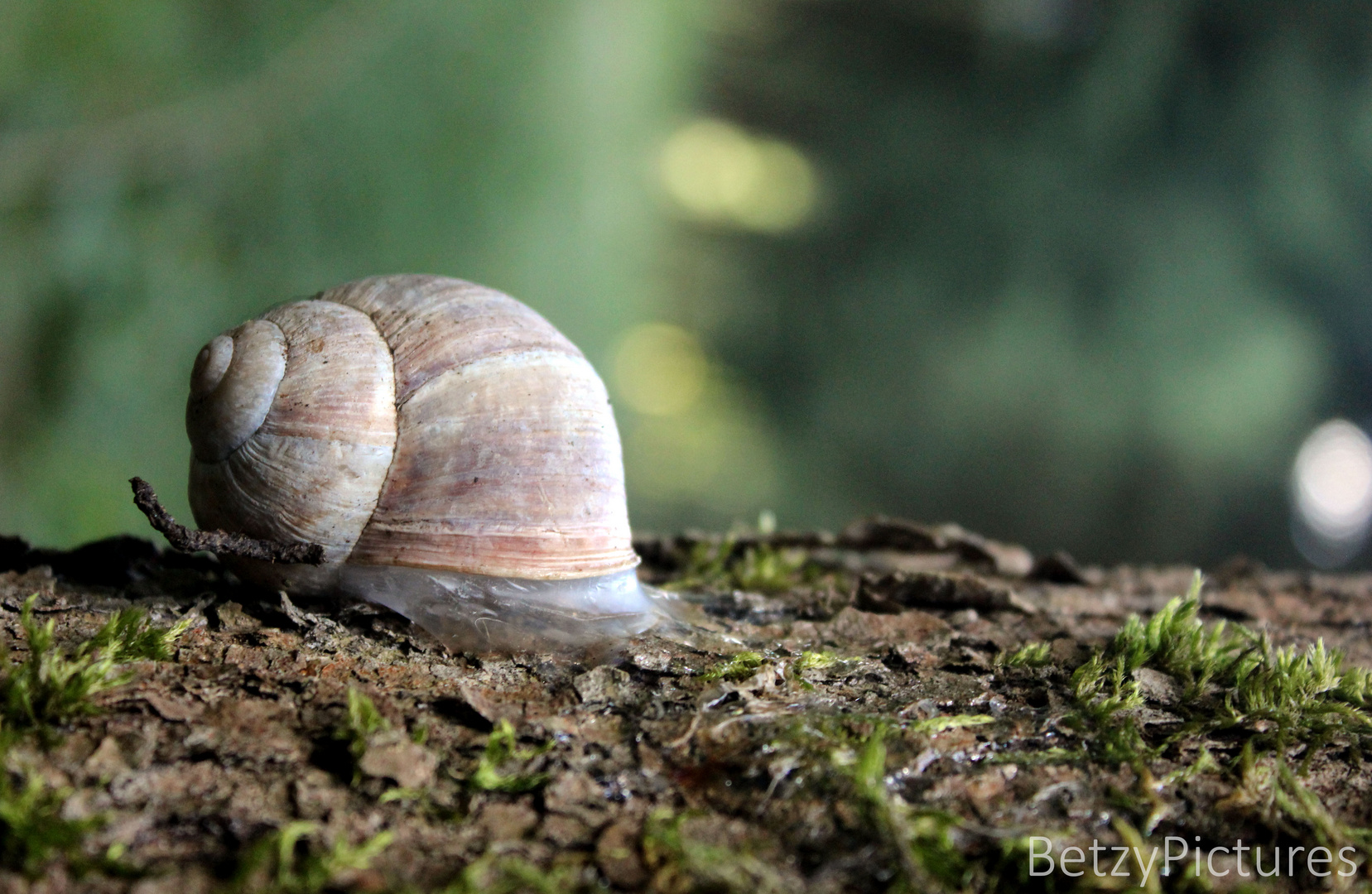 Waldschnecke