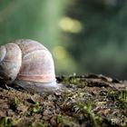 Waldschnecke