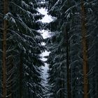Waldschneise im Odenwald