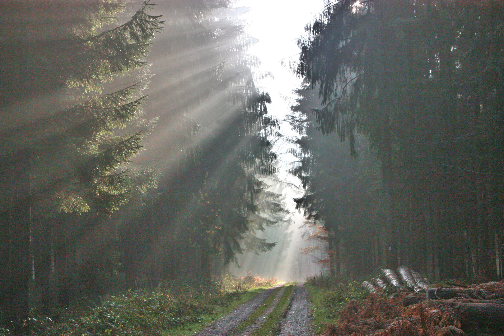 Waldschneise mit Sonnenstrahlen