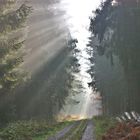 Waldschneise mit Sonnenstrahlen