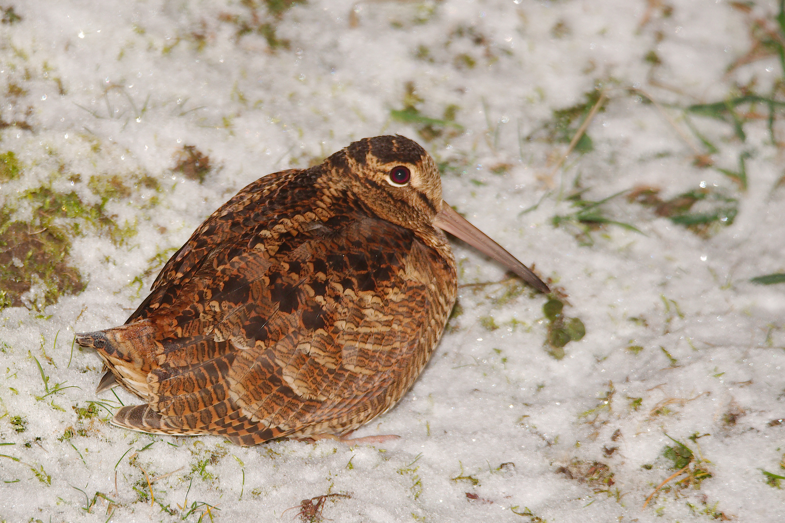 Waldschnepfe