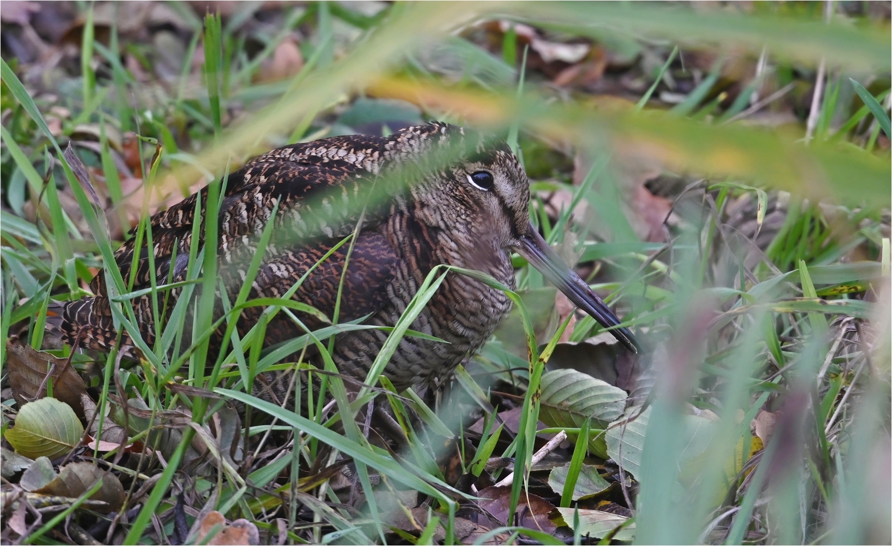 Waldschnepfe