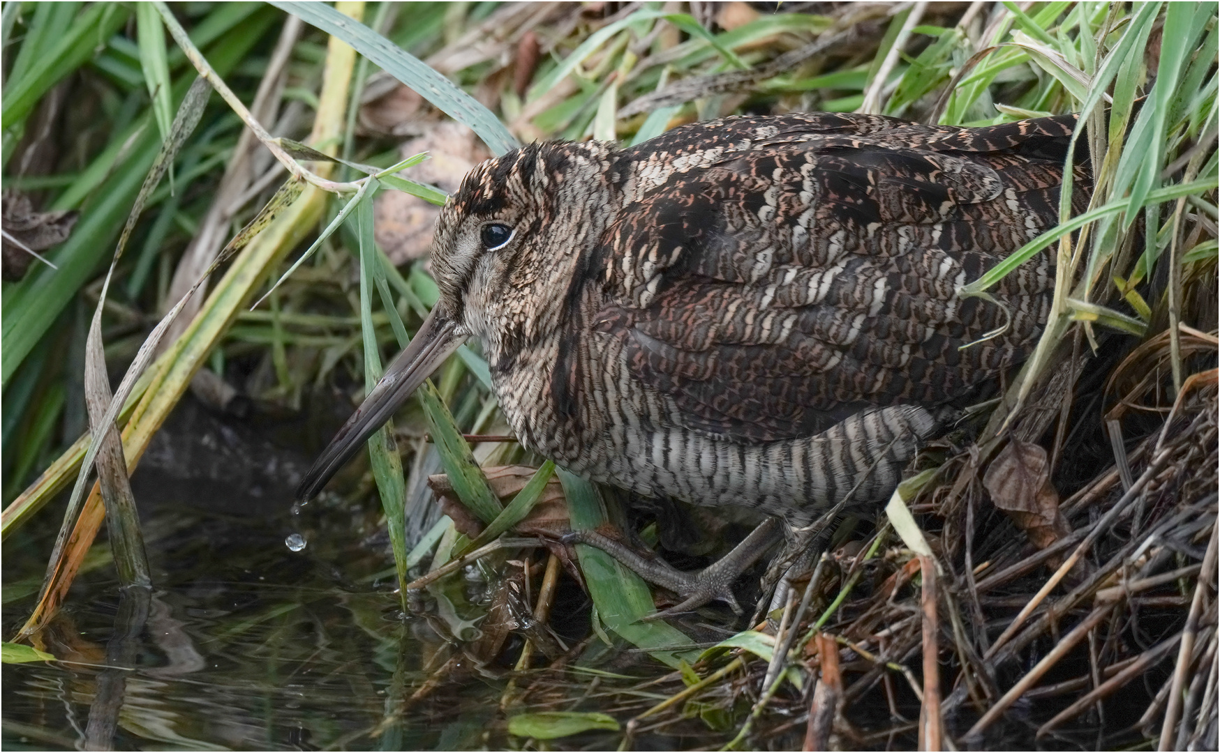 Waldschnepfe