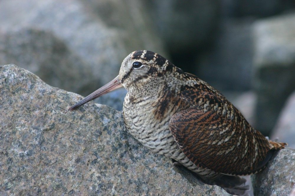 Waldschnepfe