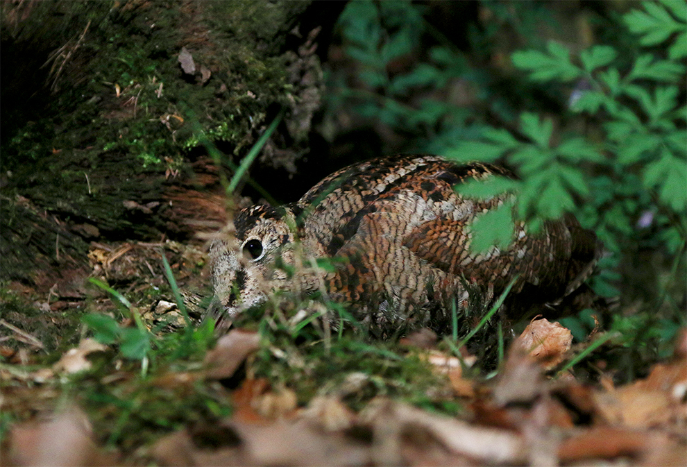 Waldschnepfe ...