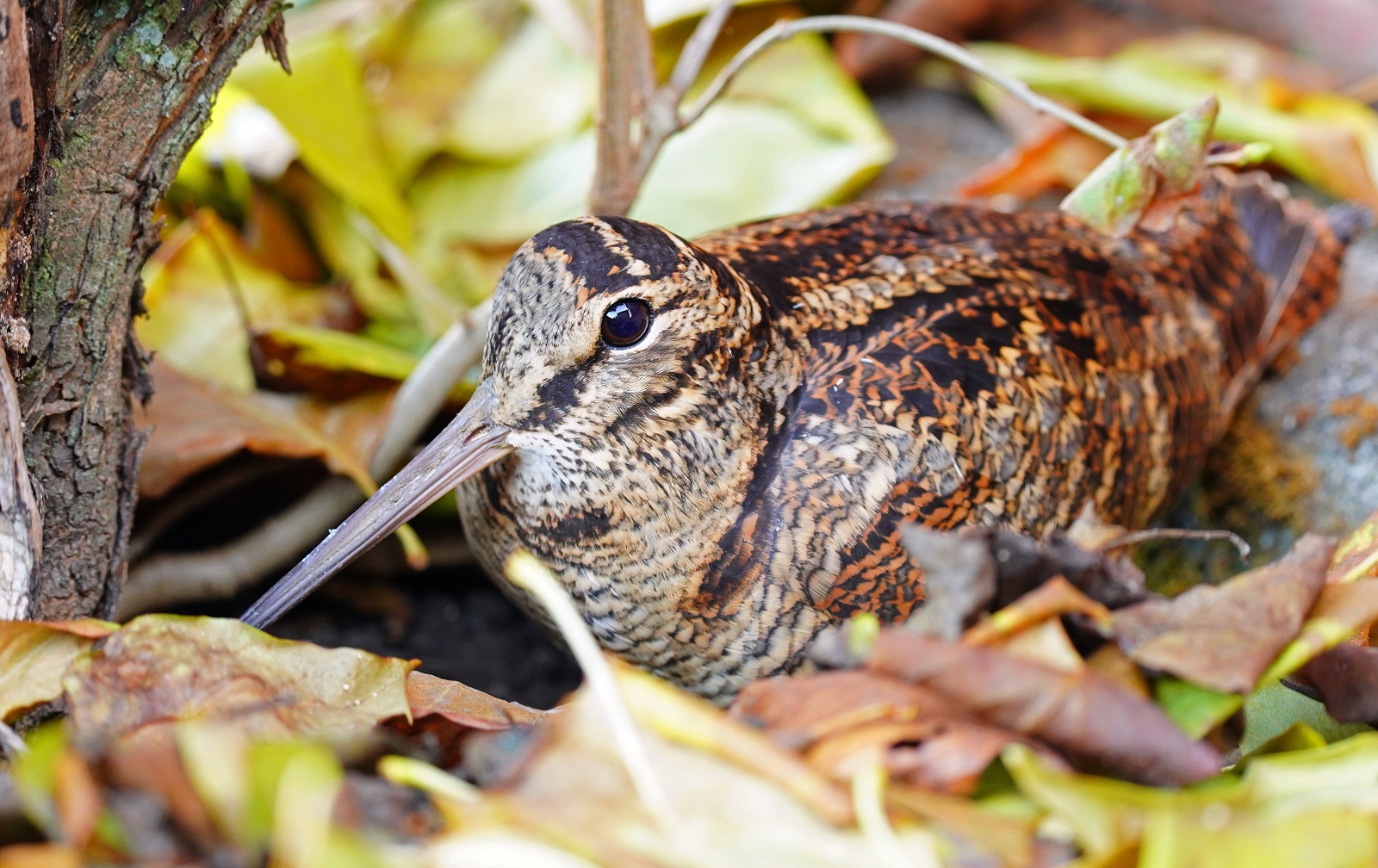 Waldschnepfe