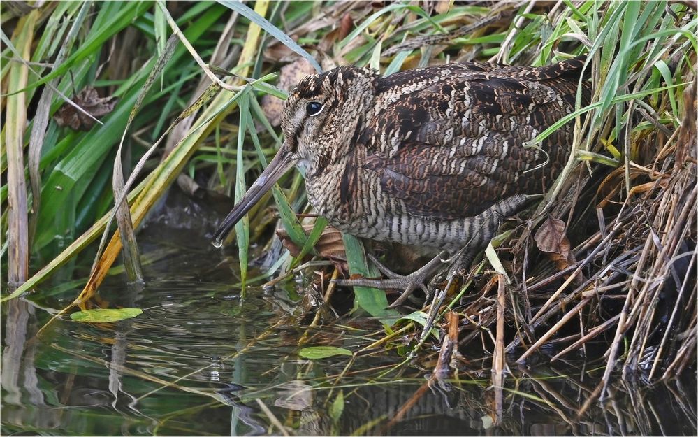 Waldschnepfe