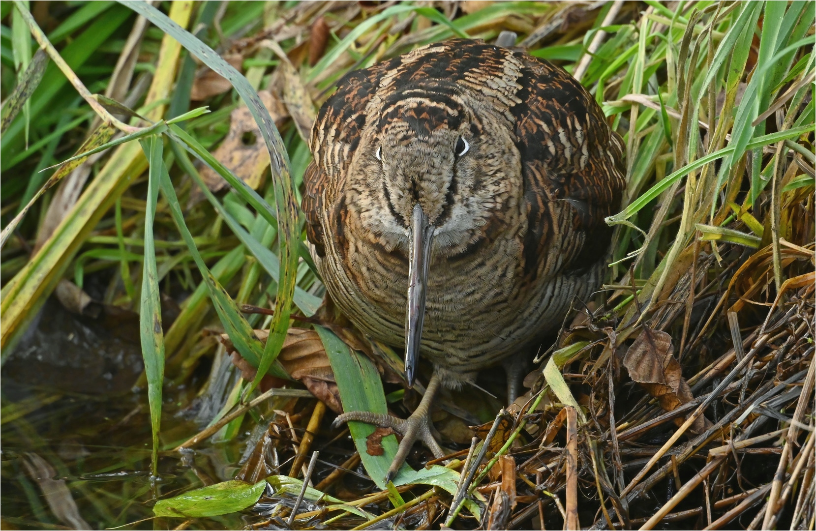 Waldschnepfe