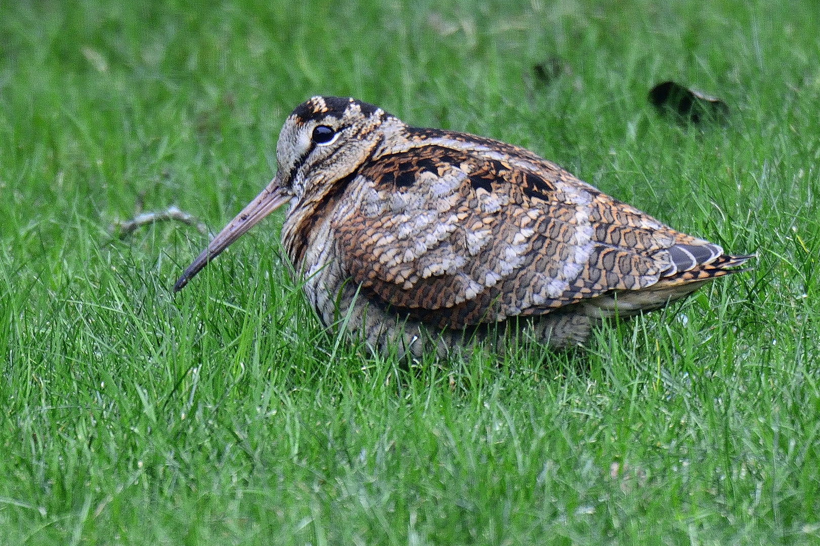 Waldschnepfe.