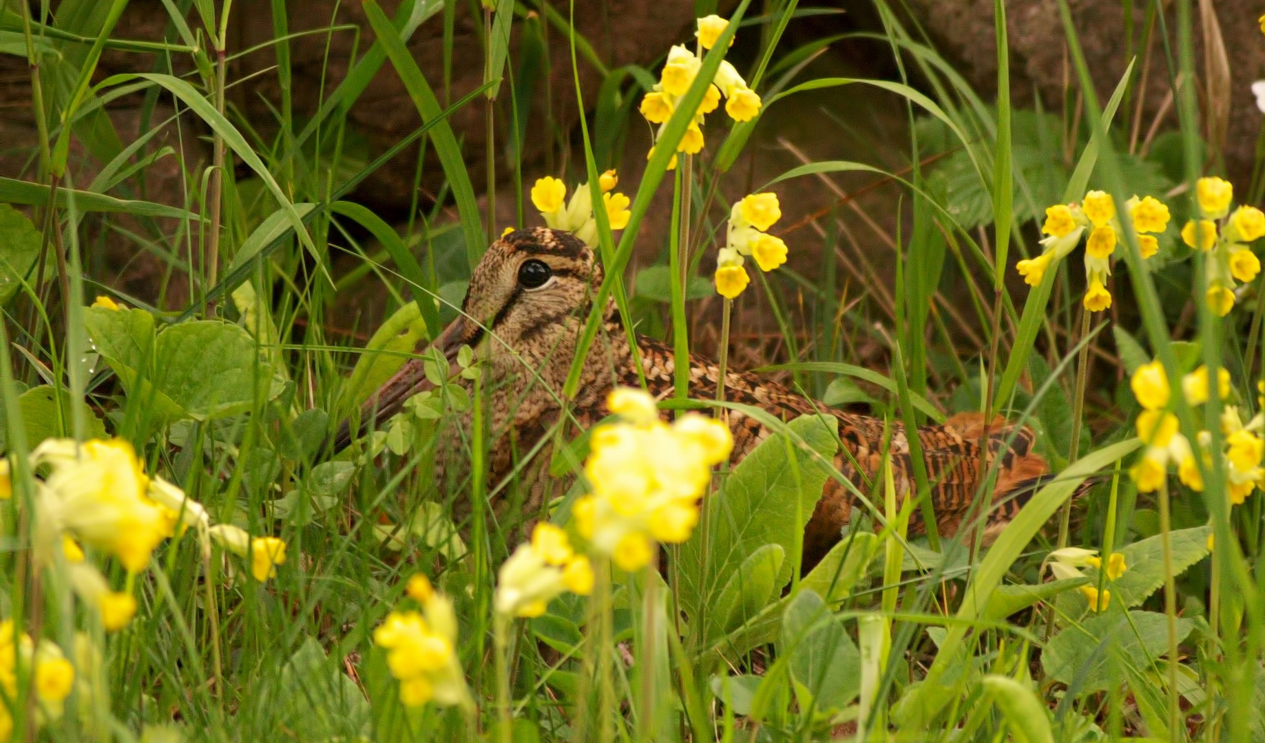 * Waldschnepfe (Scolopax rusticola) *