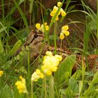 * Waldschnepfe (Scolopax rusticola) *