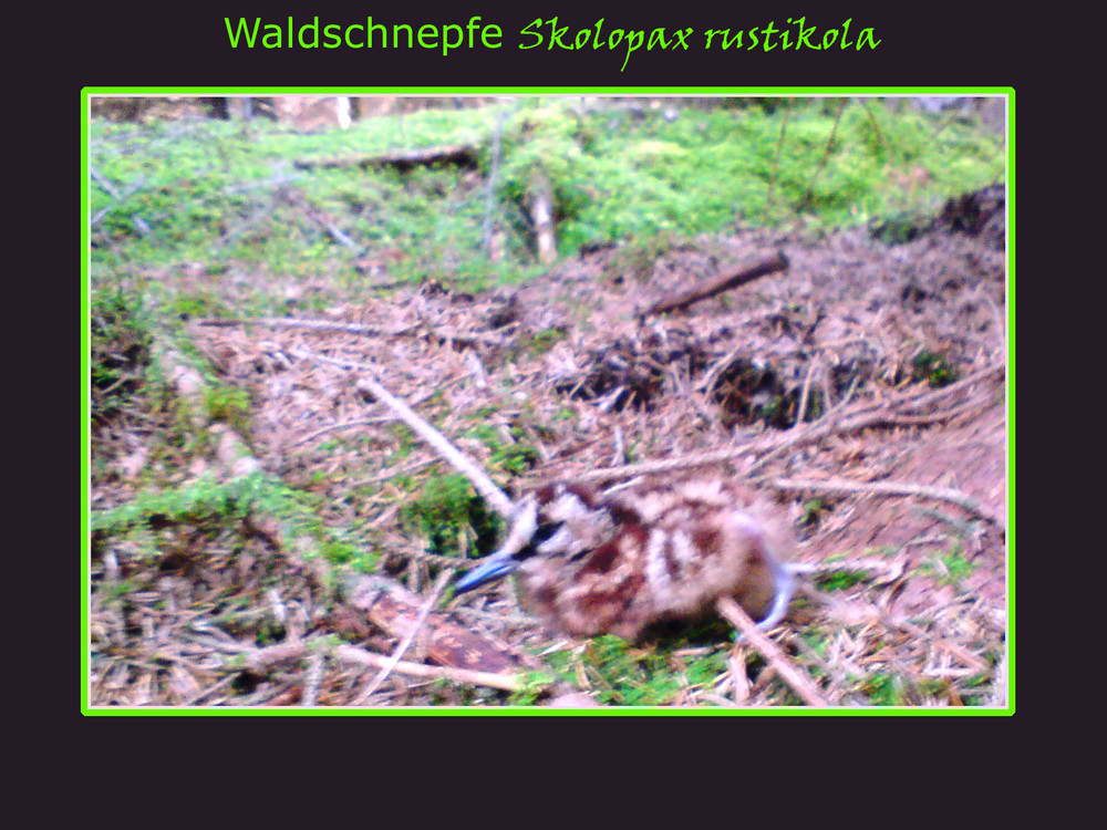 Waldschnepfe...küken