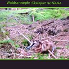 Waldschnepfe...küken