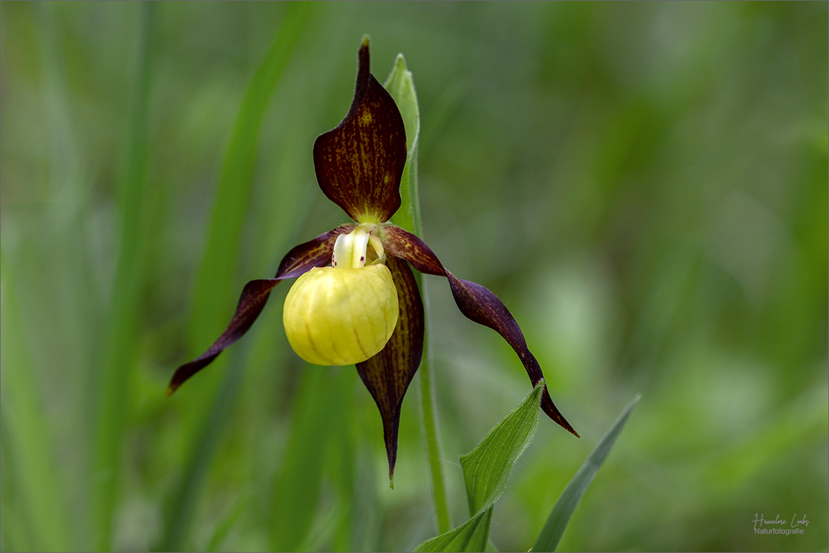 Waldschönheit