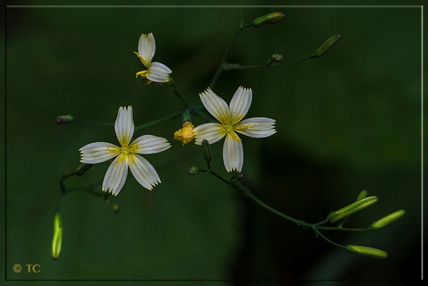 WALDSCHÖNHEIT