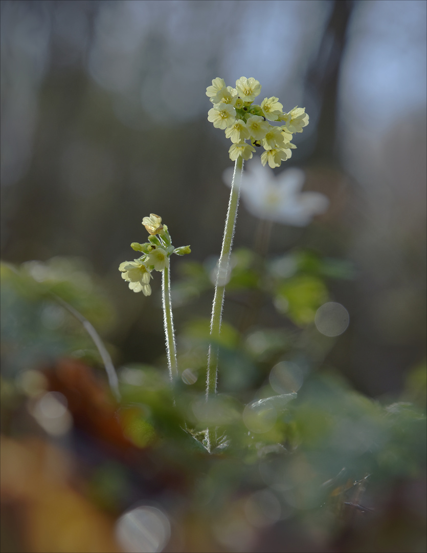 ~ Waldschönheit ~