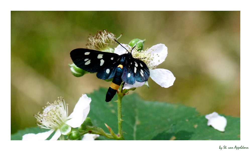 Waldschönheit