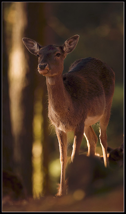 Waldschönheit