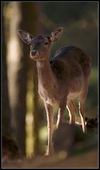 Waldschönheit