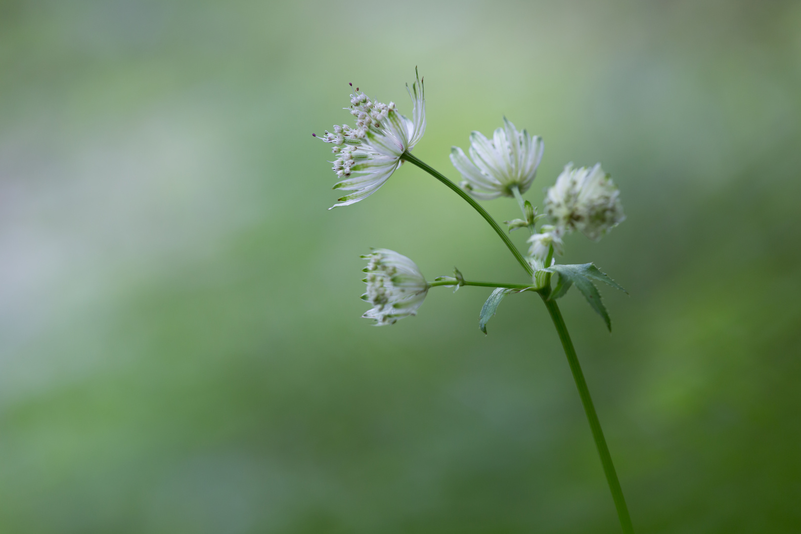 Waldschönheit