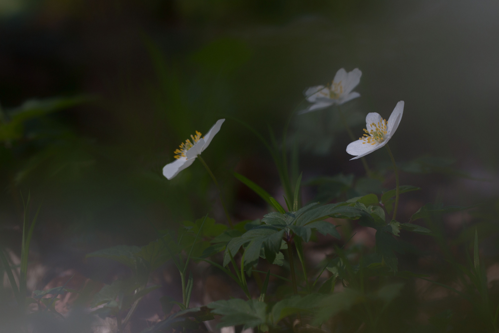 Waldschönheit